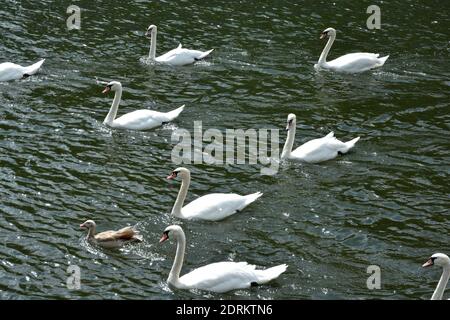 a group of swans in the water Stock Photo