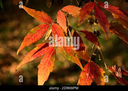 Acer triflorum - three-flowered maple Stock Photo