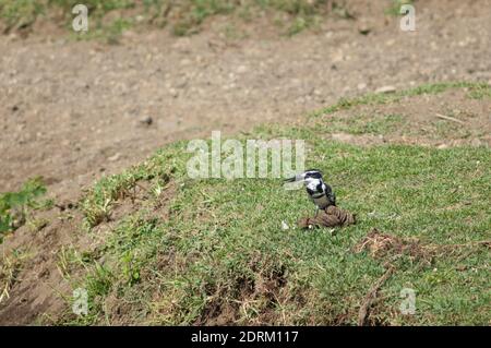 Male pied kingfisher Ceryle rudis calling in the riverbank of the Hiran river. Sasan. Gir Sancturay. Gujarat. India. Stock Photo