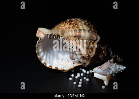 pearl beads lie in a seashell shell, close up photo Stock Photo