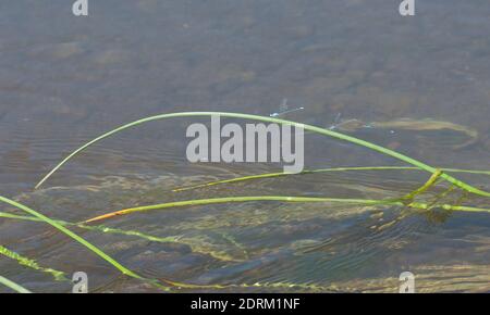 Damselflies in the Hiran river as it passes through Sasan. Gir Sanctuary. Gujarat. India. Stock Photo