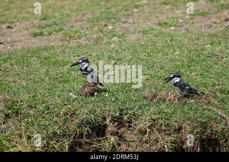 Pair of pied kingfishers Ceryle rudis in the shore of the Hiran river. Male to the left and female to the right. Sasan. Gir Sanctuary. Gujarat. India. Stock Photo