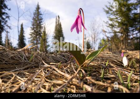 Siberian Kandyk (lat.Erythronium sibiricum) is an early bulbous wild plant  grows among dry grass in a coniferous forest. Stock Photo