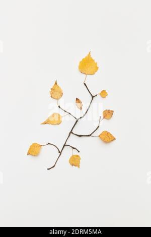 Autumnal leaves and twigs Stock Photo