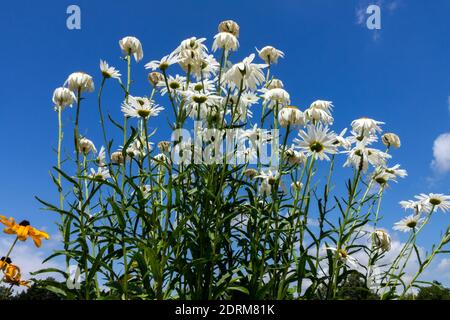 Shasta Daisy, Leucanthemum against blue sky july garden in summer Stock Photo