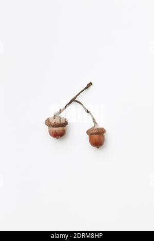 Two acorns Stock Photo