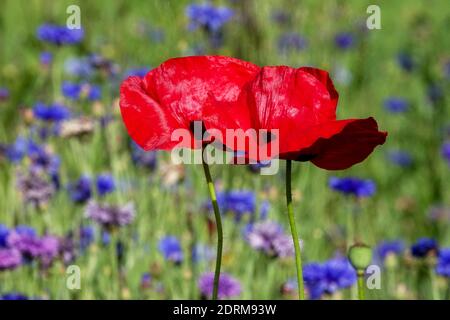 Two Corn poppy Papaver rhoeas in Summer Flower Meadow Flowering Poppies June Field Poppy Red Poppy Papaver Flowers Plant Nature Plants Annuals Stock Photo