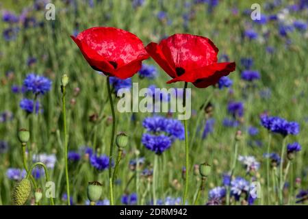 Papaver rhoeas in Summer flower meadow Red Flowers Poppies Corn poppy Blue red Meadow Blooming Corn Poppy Stock Photo