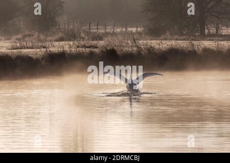 Swan landing on the water in the early morning mist, Sudbury meadows, Suffolk. Stock Photo