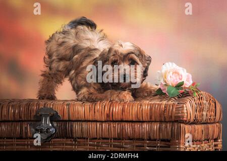 One small curly red puppy, breed Russian colored lapdog, stands up booty on a large wicker chest, next to a rose, on an autumn spotted orange backgrou Stock Photo