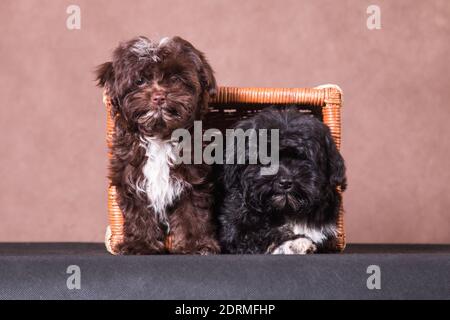 Two small puppies of the Russian colored lapdog breed, sitting in a rectangular basket, on a black-brown background, indoors Stock Photo