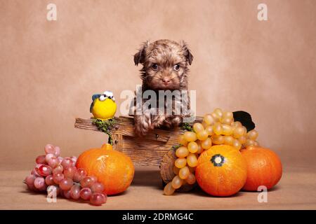 Still life with a small red dog (breed Russian colored lapdog) and a crop consisting of three pumpkins, grapes, and a small bird, on a beige backgroun Stock Photo