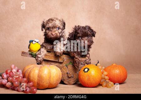 Still life with two small curly dogs (breed Russian colored lapdog) and a crop consisting of three pumpkins, grapes, and a small bird, on a beige back Stock Photo