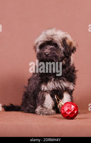 Puppy breed Russian colored lapdog with a New Year's ball on a brown background Stock Photo