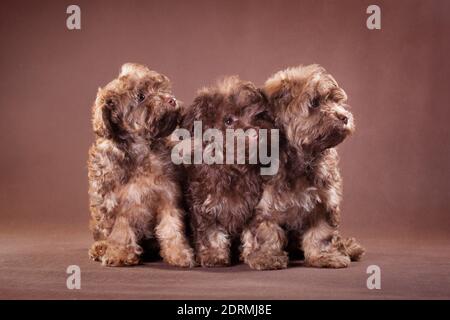 Three brown puppies of the Russian colored lapdog breed on a brown background Stock Photo