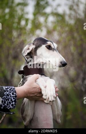 Saluki (Persian greyhound, gazelle dog) - a breed of greyhound dogs, is considered one of the oldest breeds. An elegant, rather large dog, designed fo Stock Photo