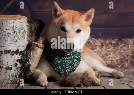 Shiba inu red dog in a bandana lies next to a birch stump on a rustic background Stock Photo