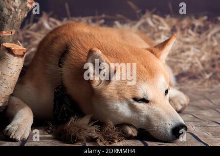 Red-haired shiba inu dog in a bandana falls asleep next to feathers on a rustic background Stock Photo