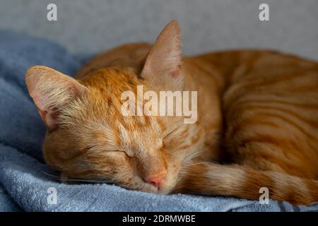 the ginger cat sleeping in the bed Stock Photo