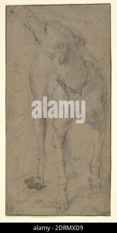 Artist: Abraham Hondius, Dutch, 1625–1695, Study of a Dog, sheet: 27.31 × 13.65 cm (10 3/4 × 5 3/8 in.), Made in The Netherlands, Dutch, 17th century, Works on Paper - Drawings and Watercolors Stock Photo
