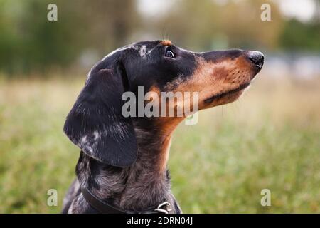 Marbled dachshund 2024