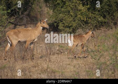 Female and calve of nilgai Boselaphus tragocamelus. Keoladeo Ghana National Park. Bharatpur. Rajasthan. India. Stock Photo