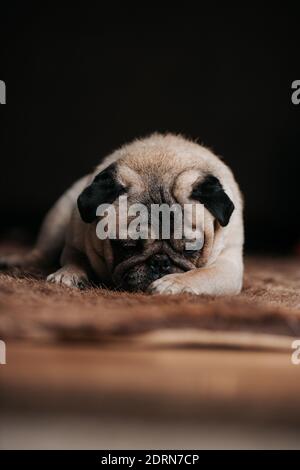 Adorable sleepy pug dog sitting on bear fur carpet and trying to sleep Stock Photo