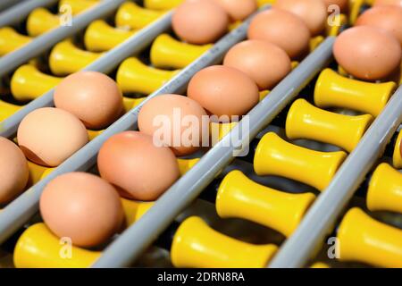 Chicken eggs move along a conveyor in a poultry farm. Food industry concept, chicken egg production. High quality photo Stock Photo