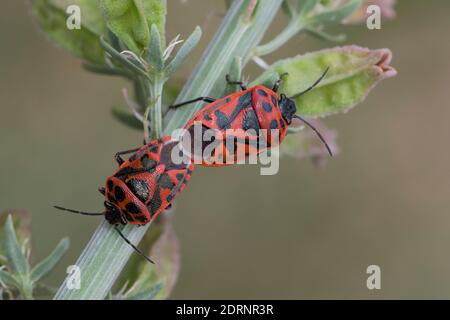 Schwarzrückige Gemüsewanze, Schmuckwanze, Paarung, Kopulation, Kopula, Eurydema ornata, Eurydema ornatum, Ornate Shieldbug, pairing, La Punaise rouge Stock Photo