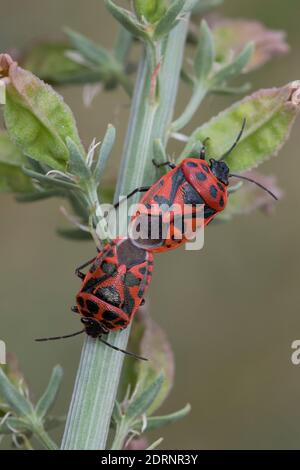 Schwarzrückige Gemüsewanze, Schmuckwanze, Paarung, Kopulation, Kopula, Eurydema ornata, Eurydema ornatum, Ornate Shieldbug, pairing, La Punaise rouge Stock Photo