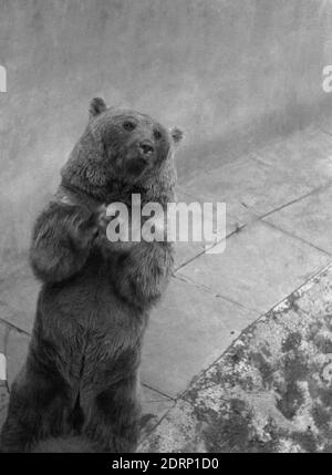 1946, historical, inside his concrete enclosure, a bear standing on his hind legs, his paws clasped together and with a soulful look on his face, Dudley Zoo, England, UK.  Opened in 1937, the zoo covered over 40 acres, much of which was densely-wooded in the grounds of Dudley Castle. The architects of the zoo used reinforced concrete for the animals enclosures and buildings in a design, known as Tectons, cement constructions that matched the natural curves of the area's wooded landscape. Stock Photo