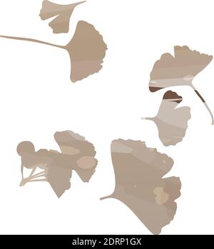 Ginkgo biloba leaf set. Vector brown isolated realistic objects. Botanical illustration. EPS 10 Stock Vector