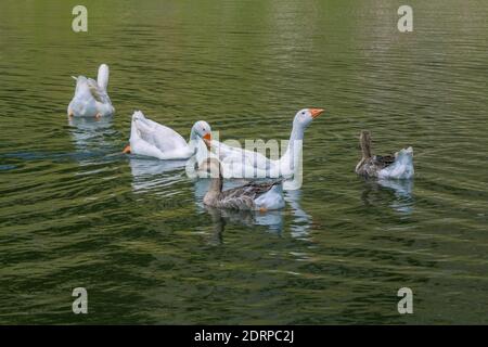 White geese with orange beaks on lake water. Domestic birds in a pond. Stock Photo