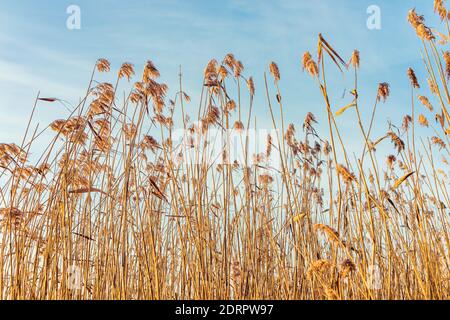 Dry swamp reeds against the blue sky on a sunny evening. View on the sky through reed thickets Stock Photo