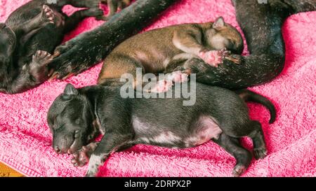 One week old puppies with mother dog Stock Photo