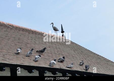 Grey Heron on Roof with Pigeons Stock Photo