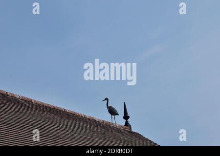 Grey Heron on Roof Stock Photo