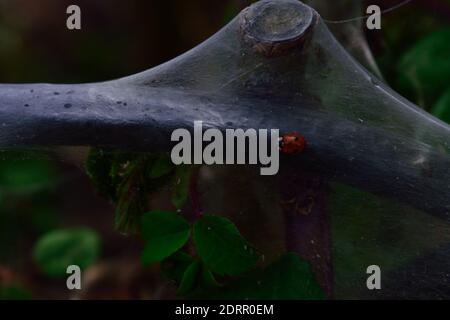 Ladybird Walking on Communal Larval Web of Ermine Moth Stock Photo