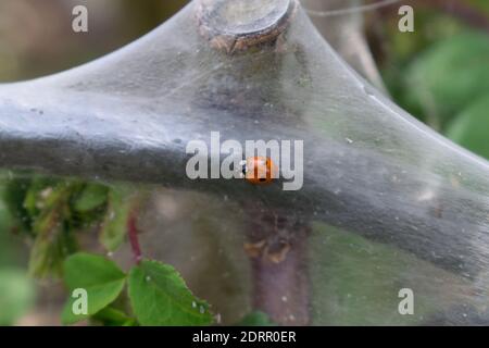 Ladybird Walking on Communal Larval Web of Ermine Moth Stock Photo
