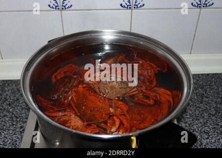 Fresh whole crabs boiling in a pan  Stock Photo