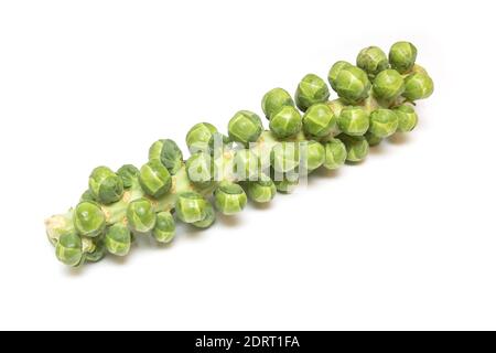 Brussels sprouts on the stem isolated on a white studio background. Stock Photo