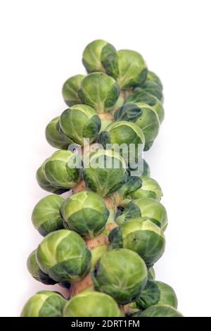 Brussels sprouts on the stem isolated on a white studio background. Stock Photo