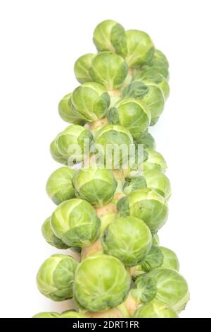 Brussels sprouts on the stem isolated on a white studio background. Stock Photo