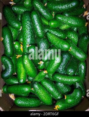 fresh green cucumbers are in a box Stock Photo