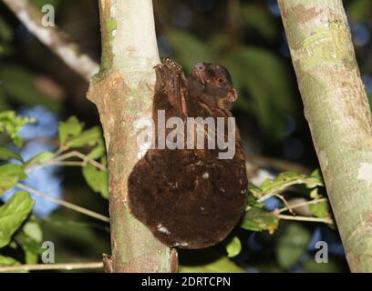 Filipijnse vliegende kat, Philippine flying lemur, Cynocephalus volans Stock Photo