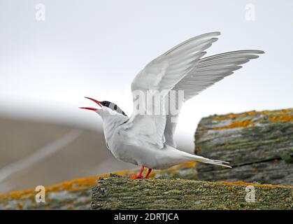 Antarctic Tern (Sterna vittata) displaying on Antarctica Stock Photo
