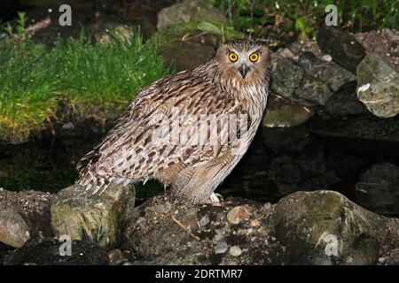 Blakiston-visuil, Blakiston's Fish-Owl Stock Photo