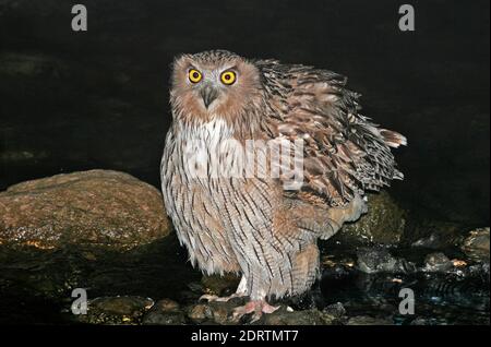 Blakiston-visuil, Blakiston's Fish-Owl Stock Photo