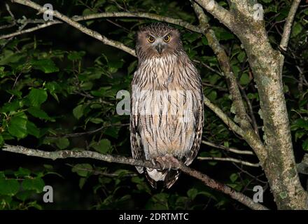 Blakiston-visuil, Blakiston's Fish-Owl Stock Photo