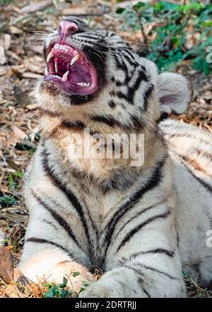 A white tiger cub, with its mouth partially open, in the tiger enclosure at the National Zoological Park Delhi, also known as the Delhi Zoo. Stock Photo